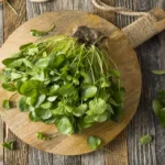 Le cresson, un légume aux bienfaits insoupçonnés pour la santé
