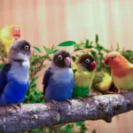 Les oiseaux constituent un remède naturel contre le stress validé par des études scientifiques récentes