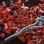 Ce que l'on sait de la souche Bundibugyo du virus Ebola, cette forme rare qui inquiète les autorités sanitaires