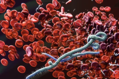 Ce que l'on sait de la souche Bundibugyo du virus Ebola, cette forme rare qui inquiète les autorités sanitaires