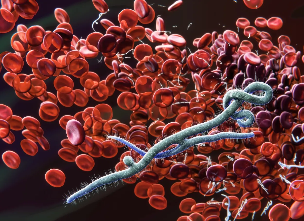 Ce que l'on sait de la souche Bundibugyo du virus Ebola, cette forme rare qui inquiète les autorités sanitaires